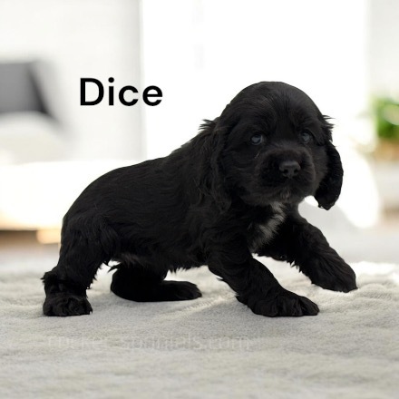 puppy, for, sale, Cocker Spaniel, Joe & Cherri  Overlease, dog, breeder, Miller, MO, dog-breeder, puppy-for-sale, forsale, nearby, find, puppyfind, locator, puppylocator, aca